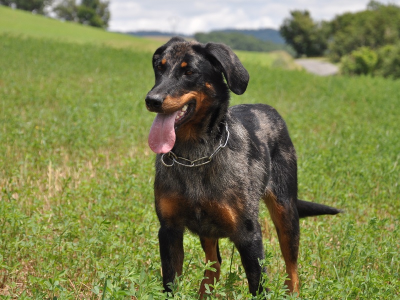 Gypsy des gardiens kim-just