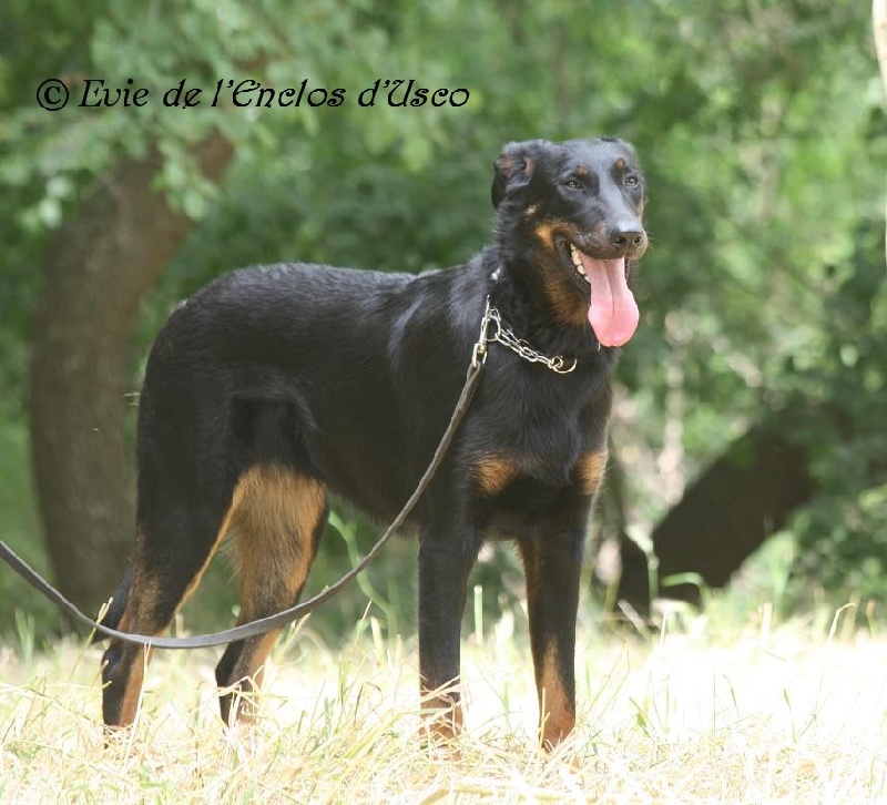 Evie de l'enclos d'Usco