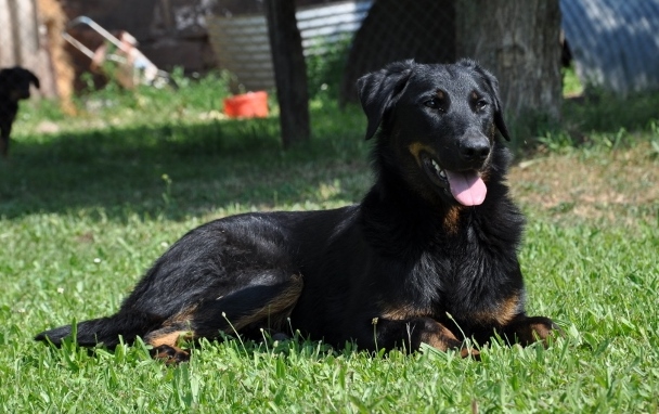 CH. Haïki des Sources De Maguelone