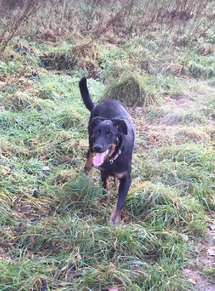 Jytane De la Bergerie d'Elan