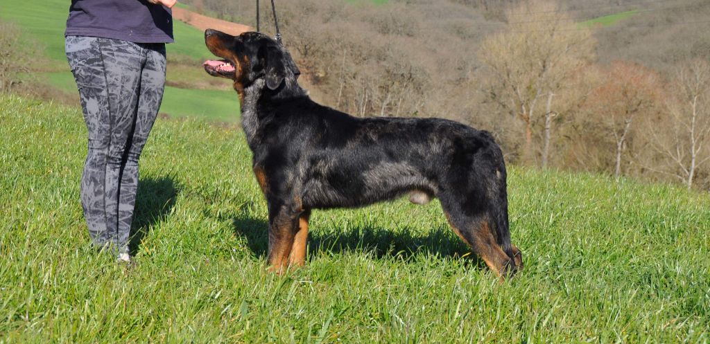 CH. Marvel blue De la Bergerie d'Elan