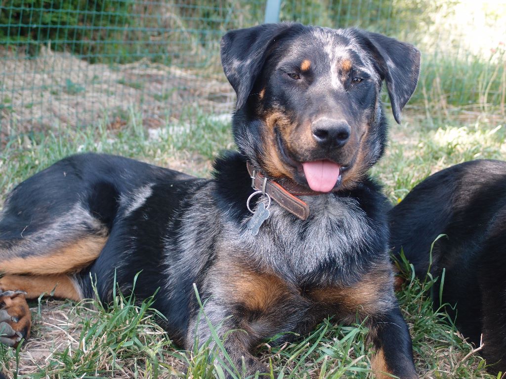 Ozone blue De la Bergerie d'Elan