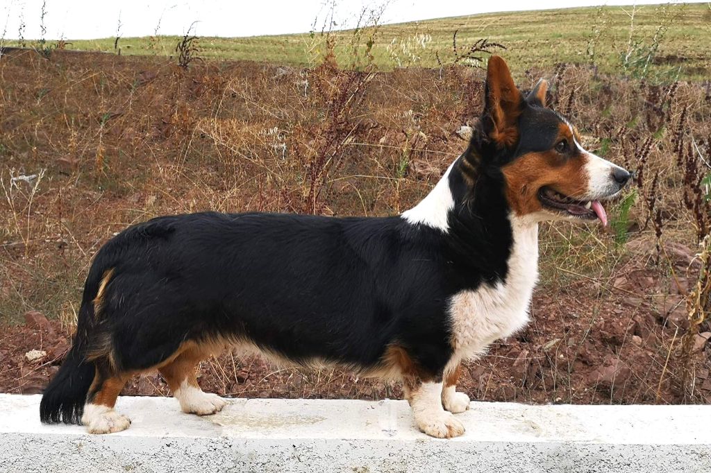 CH. dom corgi Power of love