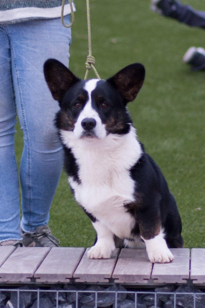 dom corgi Yugorsky shar