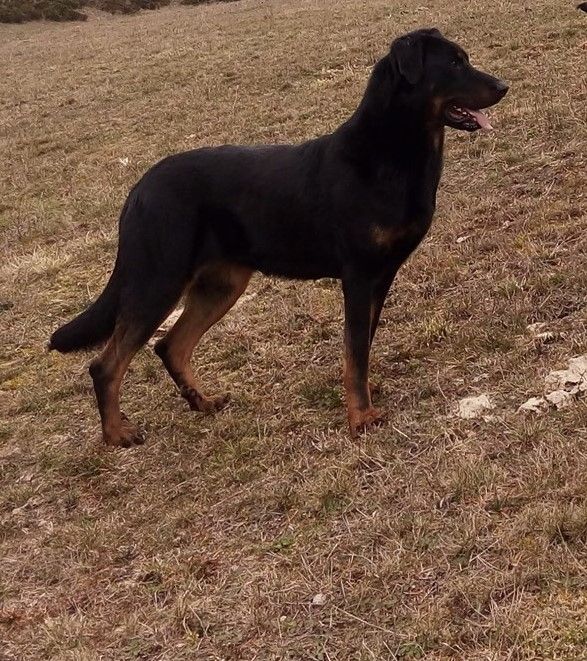 Nomade De la Bergerie d'Elan