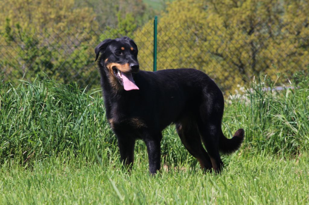 Ruby black De la Bergerie d'Elan