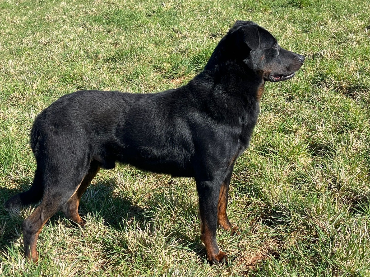 Top gun De la Bergerie d'Elan