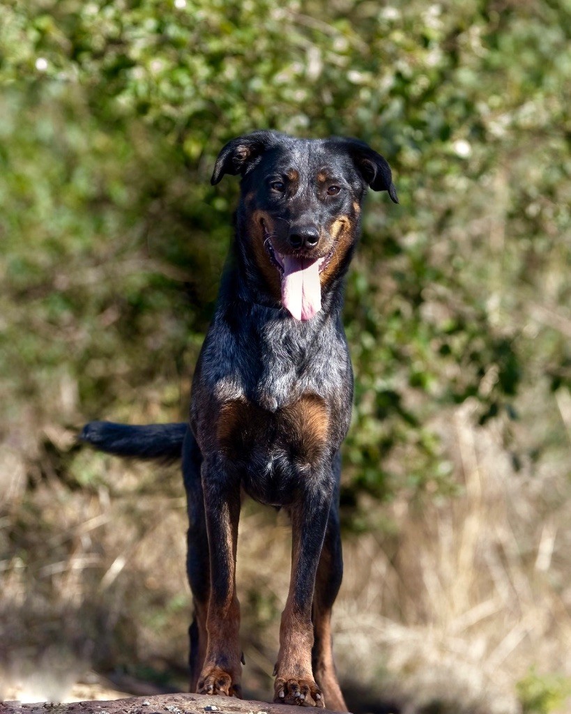 Taya blue De la Bergerie d'Elan