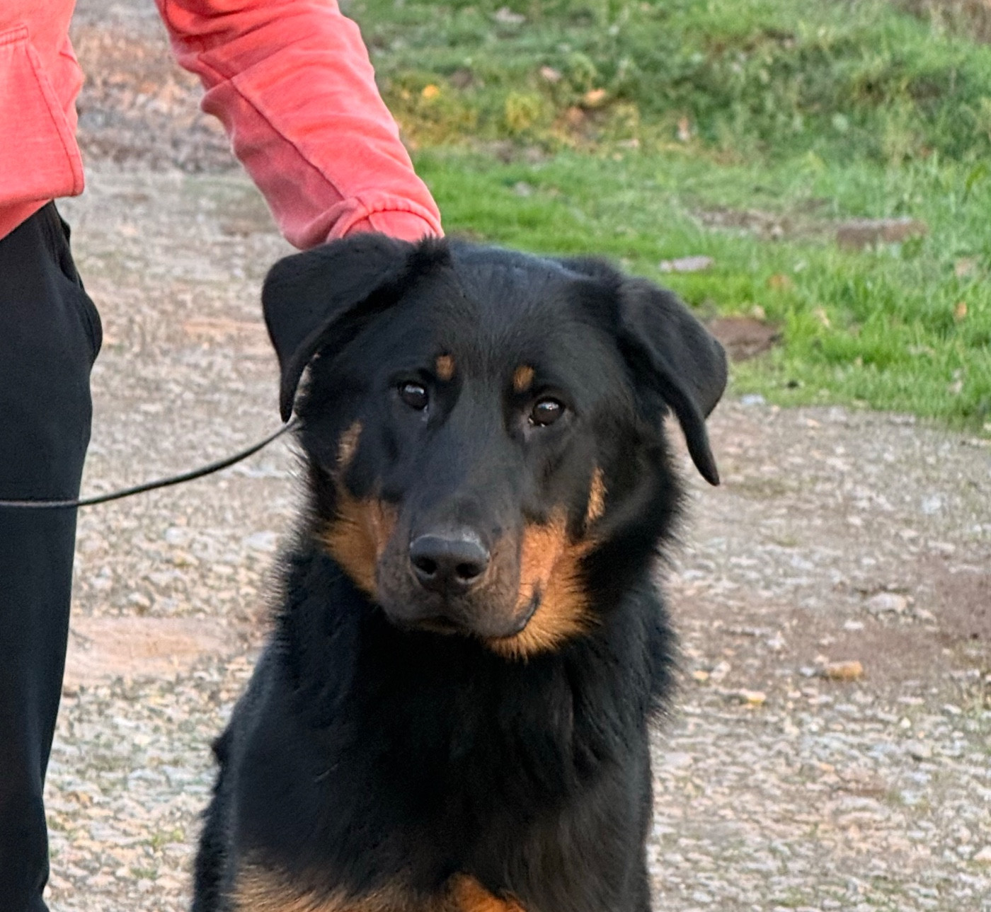 Vizsla paz De la Bergerie d'Elan