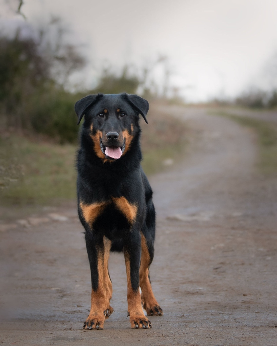 Vizsla paz De la Bergerie d'Elan
