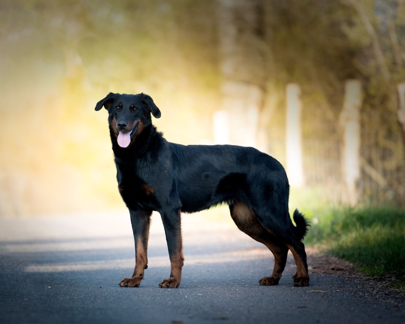 Vvingardium leviosa De la Bergerie d'Elan