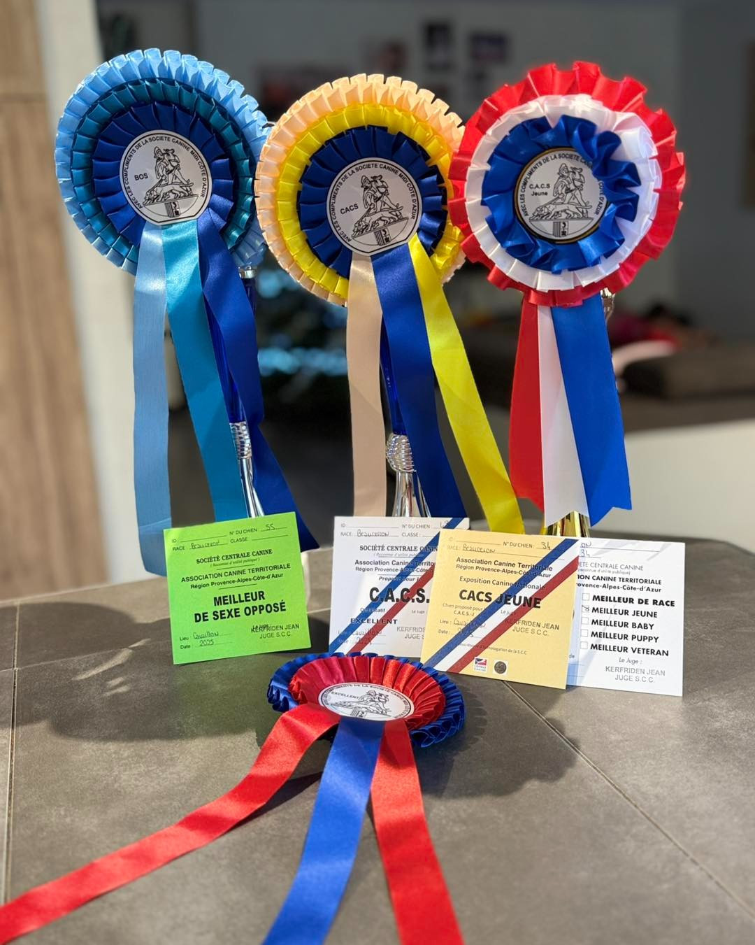 De la Bergerie d'Elan - Retour sur l'exposition de Cavaillon...