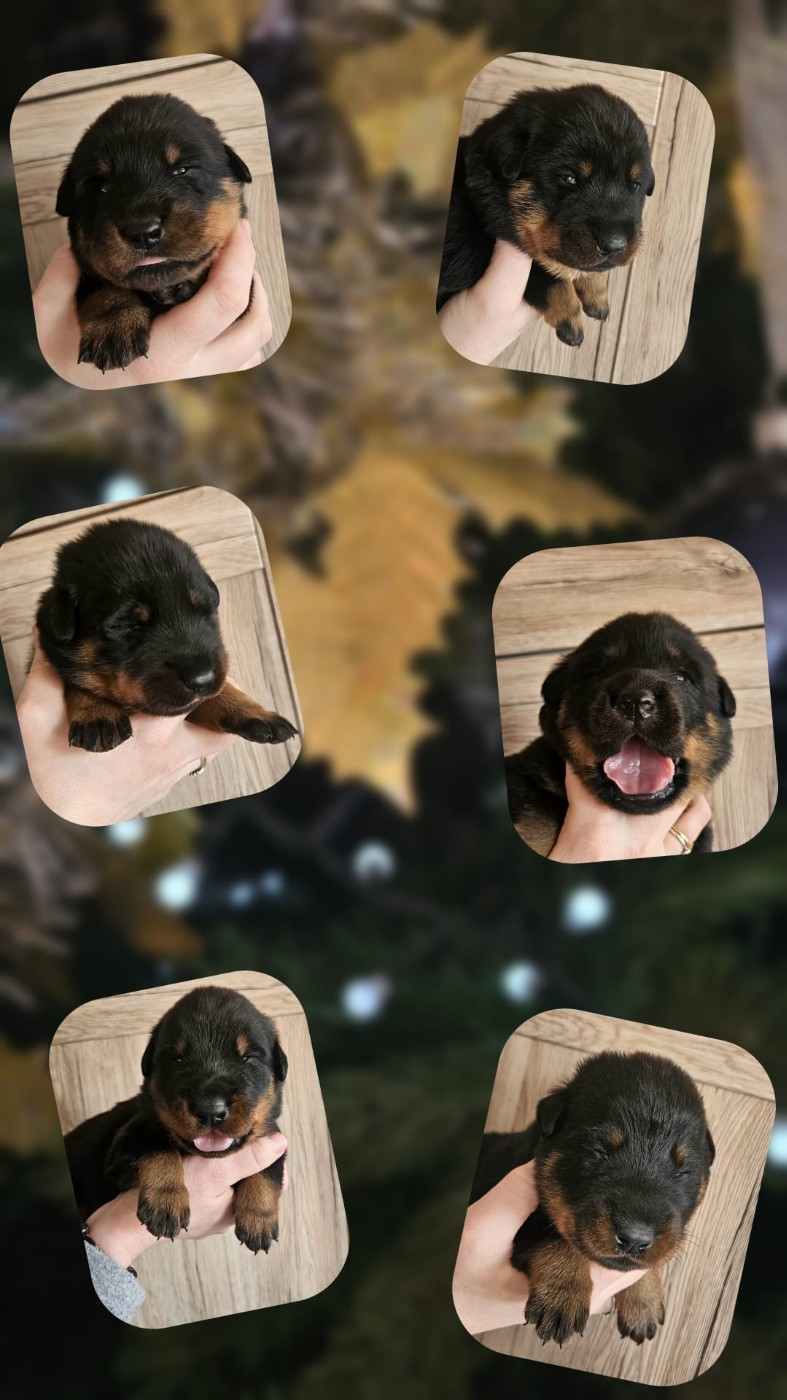 De la Bergerie d'Elan - 🐾 Les chiots de Sombral ont 15 jours !