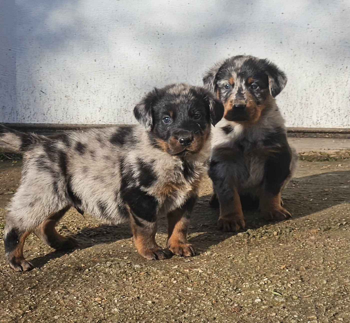 De la Bergerie d'Elan - Déjà 1 mois pour les chiots de Taya !!!!