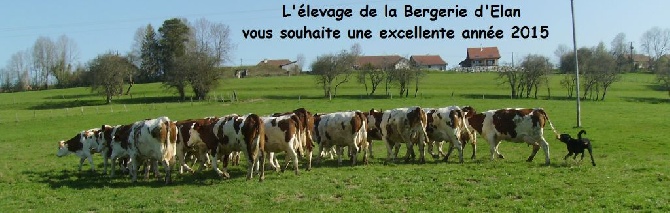 De la Bergerie d'Elan - Bonne année 2015