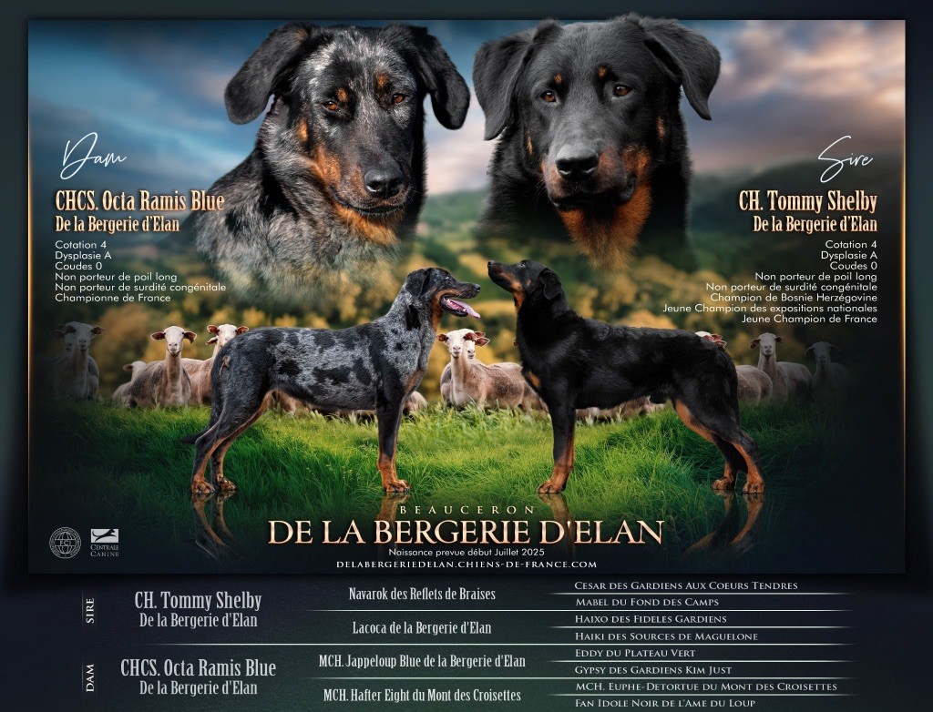 Des bébés ?