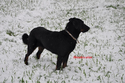 De la Bergerie d'Elan - Il neige!!!