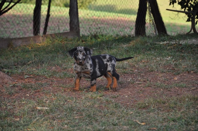 De la Bergerie d'Elan - 2 chiots disponible