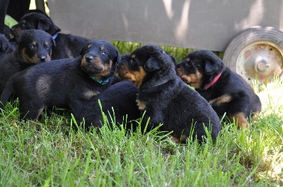De la Bergerie d'Elan - chiots