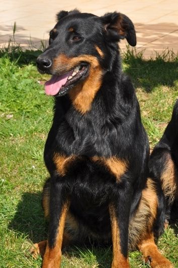 De la Bergerie d'Elan - Bientôt des chiots