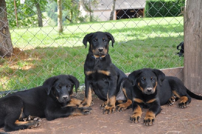 De la Bergerie d'Elan - Chiots