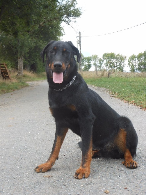 De la Bergerie d'Elan - Journée beauceronne
