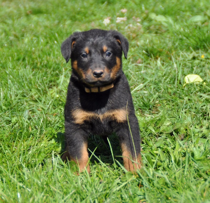 De la Bergerie d'Elan - Chiots à réserver