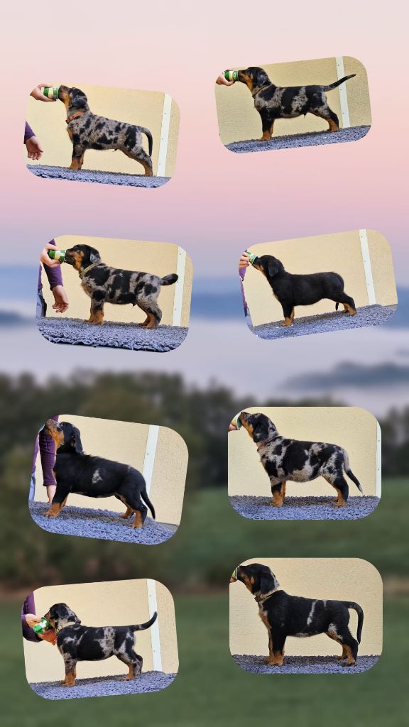 De la Bergerie d'Elan - Ca pousse ça pousse !!!!!!!