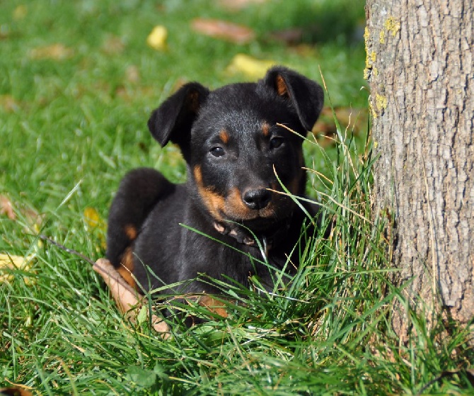 De la Bergerie d'Elan - Chiots Evie X Gunner