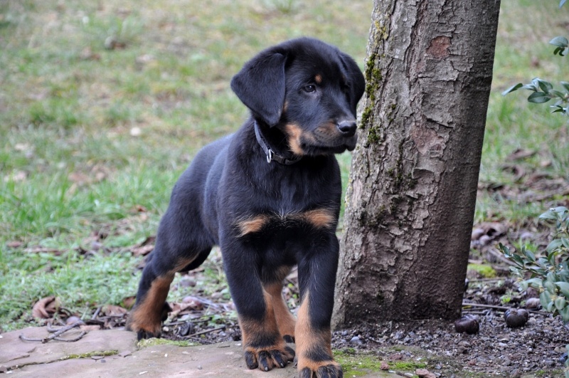 Chiot Berger de Beauce De la Bergerie d'Elan