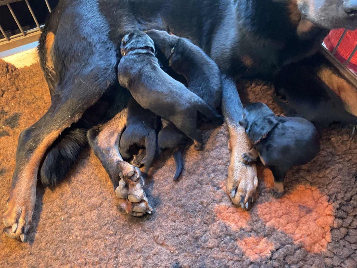 De la Bergerie d'Elan - Berger de Beauce - Portée née le 23/12/2025