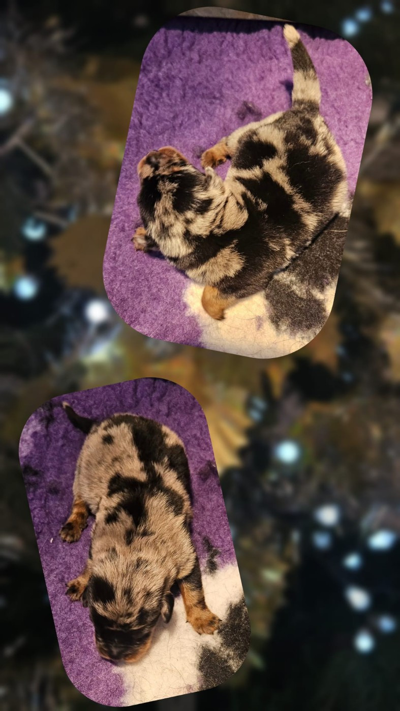 De la Bergerie d'Elan - Berger de Beauce - Portée née le 02/01/2026