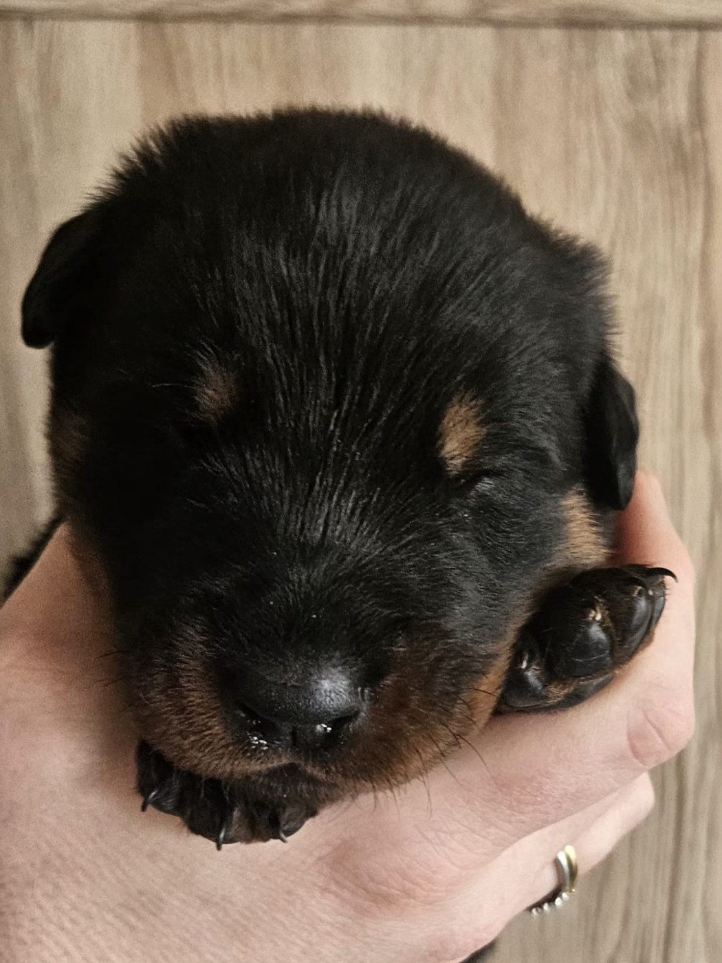 De la Bergerie d'Elan - Chiots disponibles - Berger de Beauce