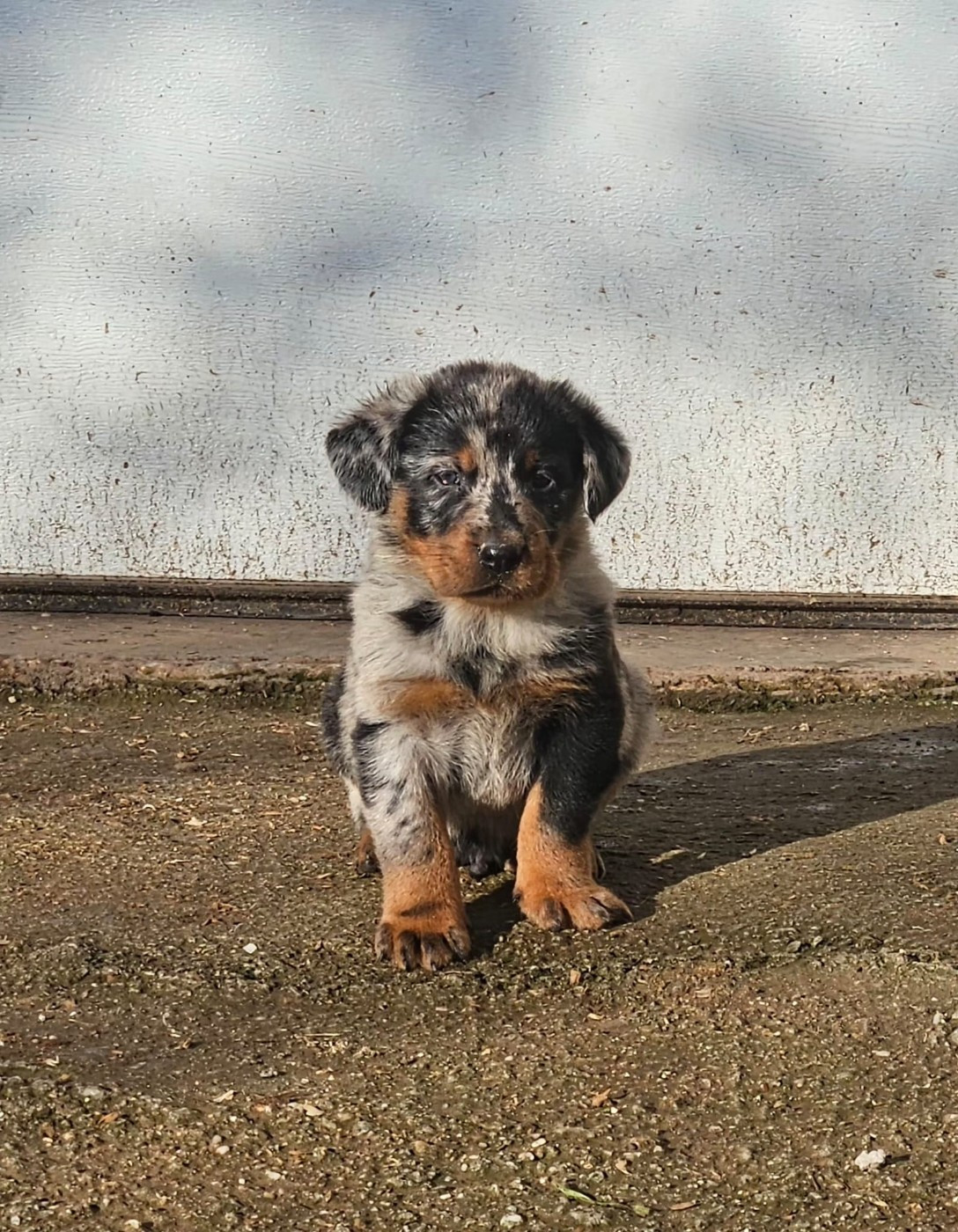 De la Bergerie d'Elan - Chiots disponibles - Berger de Beauce