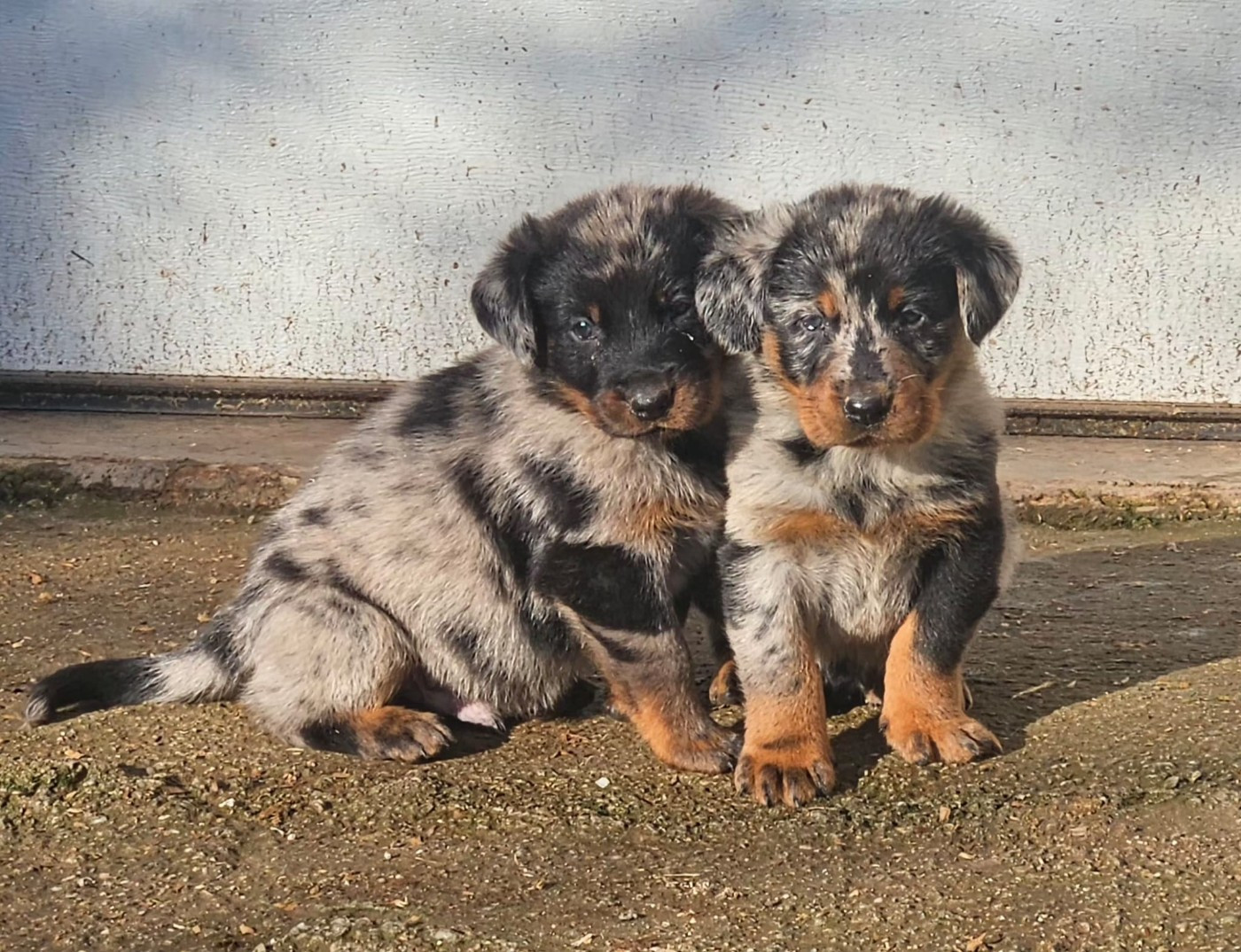De la Bergerie d'Elan - Berger de Beauce - Portée née le 02/01/2026