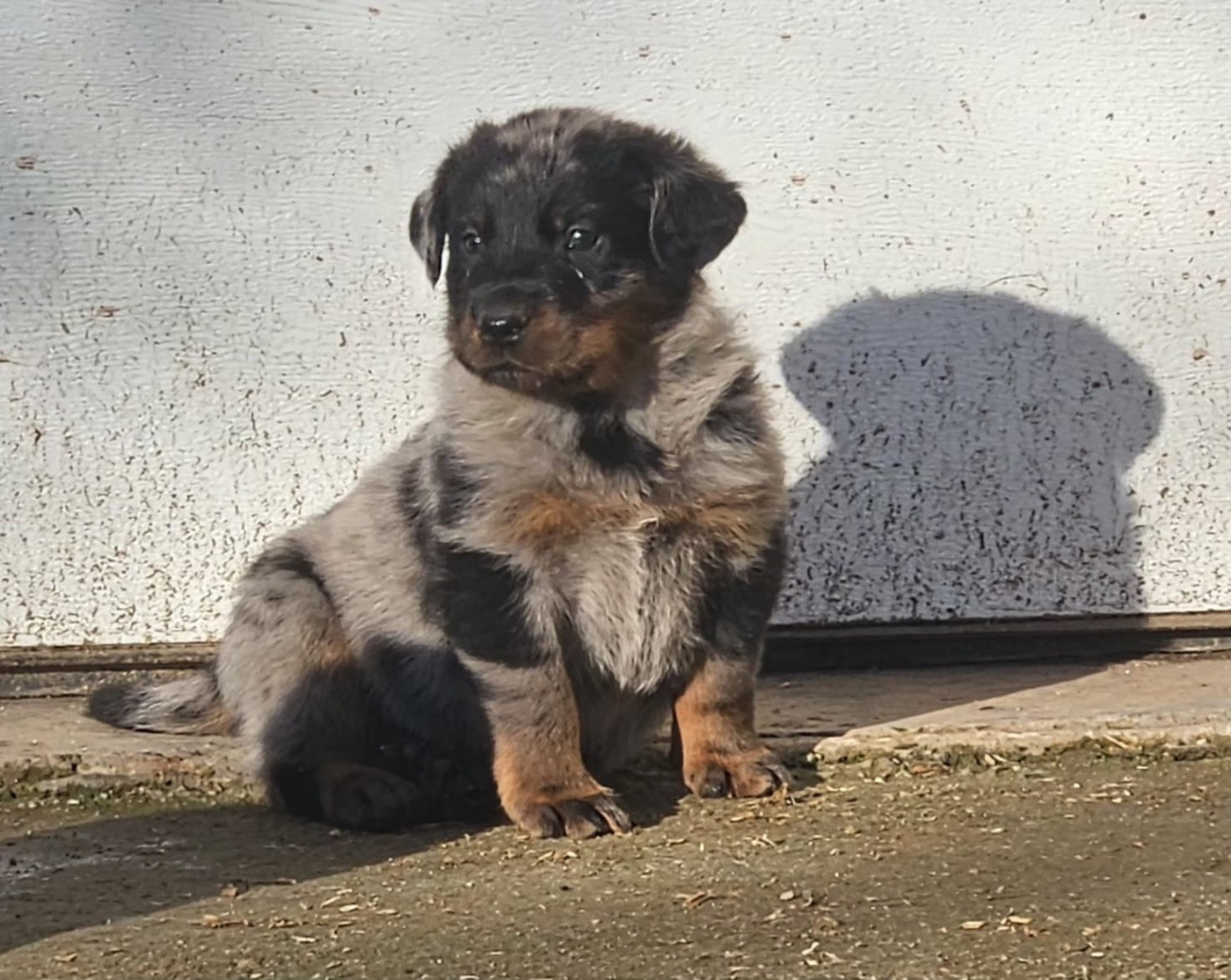 De la Bergerie d'Elan - Chiots disponibles - Berger de Beauce
