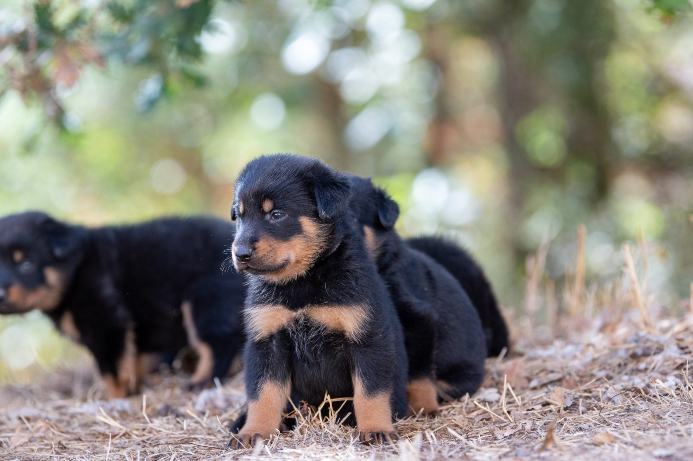 De la Bergerie d'Elan - Chiots disponibles - Berger de Beauce