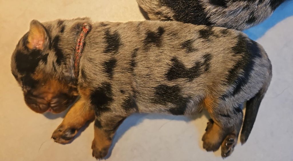 De la Bergerie d'Elan - Chiots disponibles - Berger de Beauce