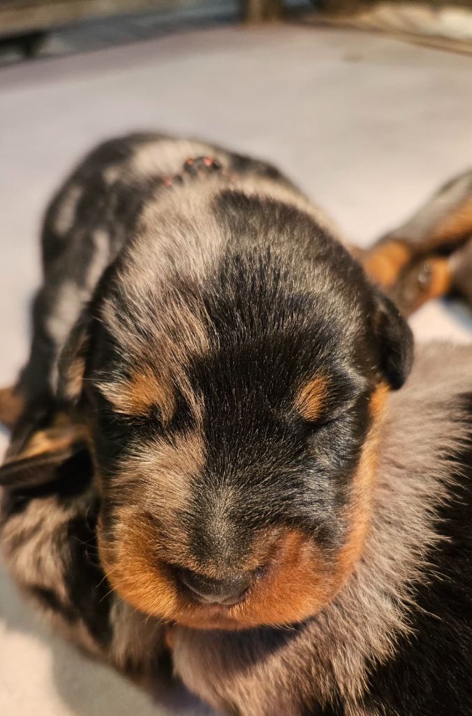 De la Bergerie d'Elan - Chiots disponibles - Berger de Beauce