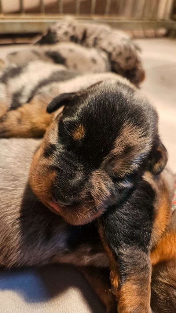 De la Bergerie d'Elan - Chiots disponibles - Berger de Beauce