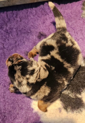 B... Persillé de la Bergerie d'Elan