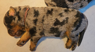 CHIOT