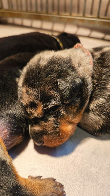 CHIOT