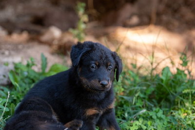 CHIOT