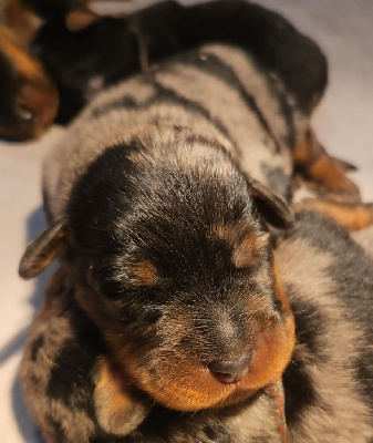 CHIOT