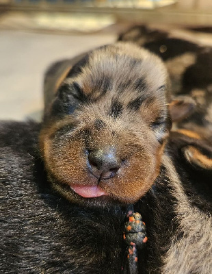 CHIOT