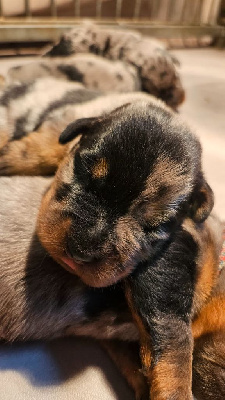 CHIOT