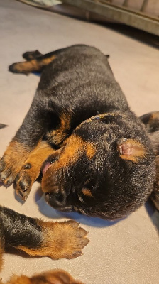 CHIOT