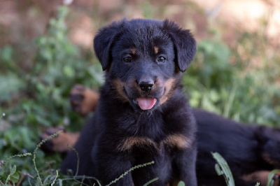 CHIOT