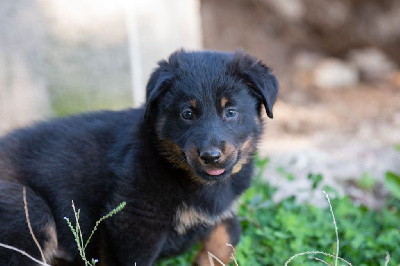 CHIOT